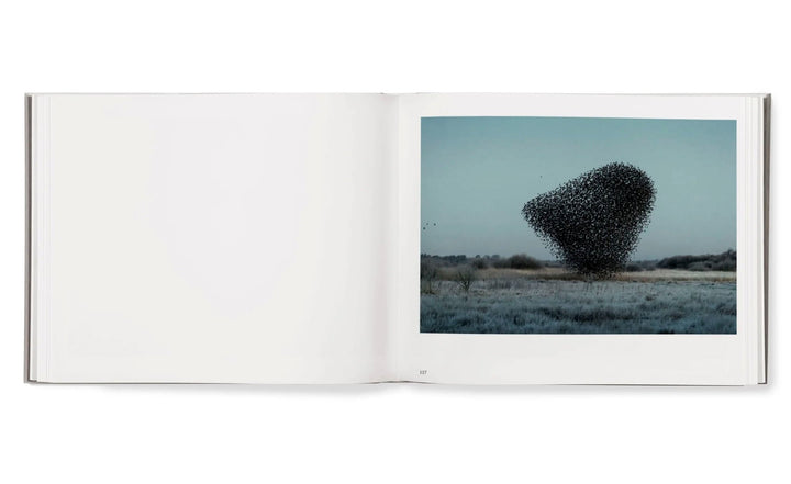 Starling & Black sun by Søren Solkaer - Tipi bookshop