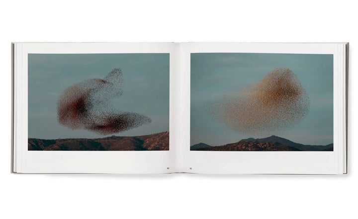 Starling & Black sun by Søren Solkaer - Tipi bookshop