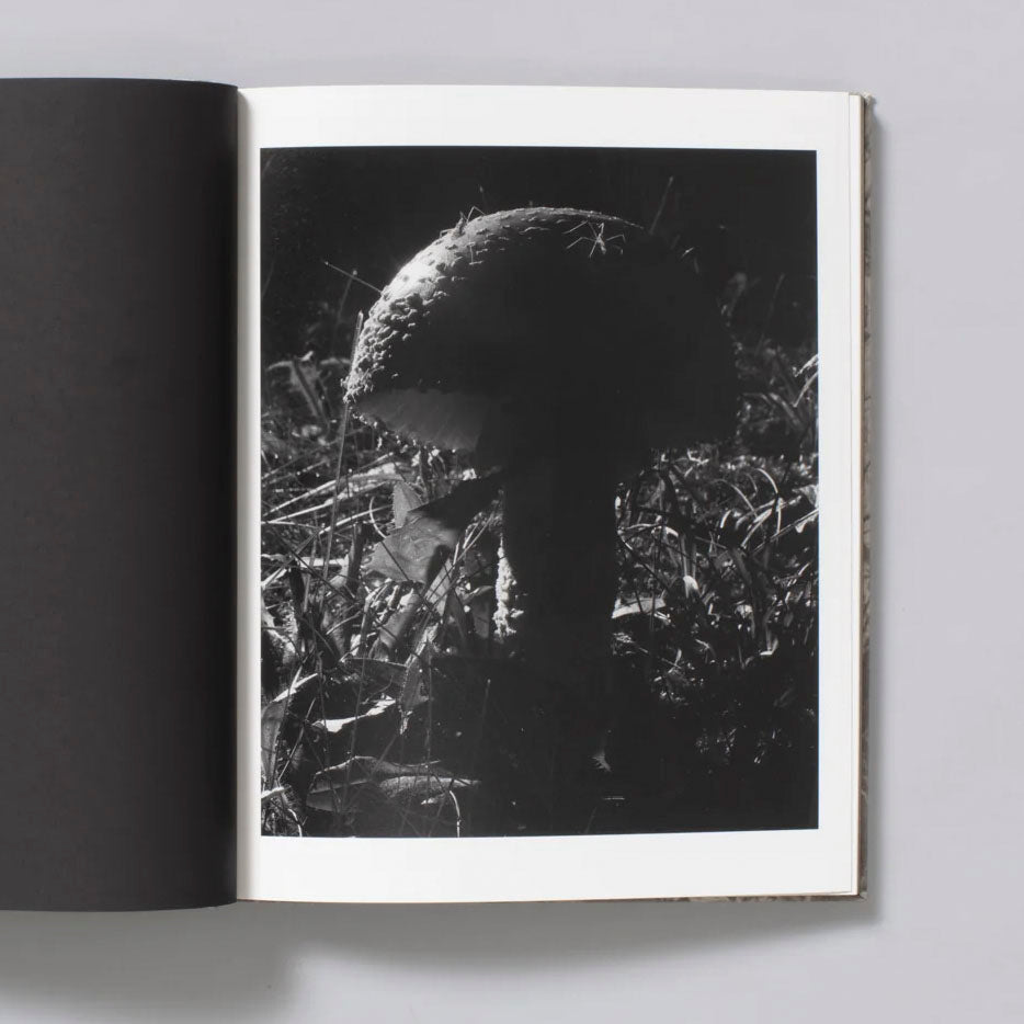 What the Rain Might Bring by Dylan Hausthor - Tipi bookshop