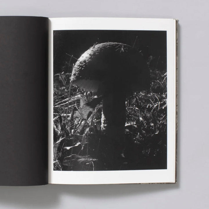 What the Rain Might Bring by Dylan Hausthor - Tipi bookshop