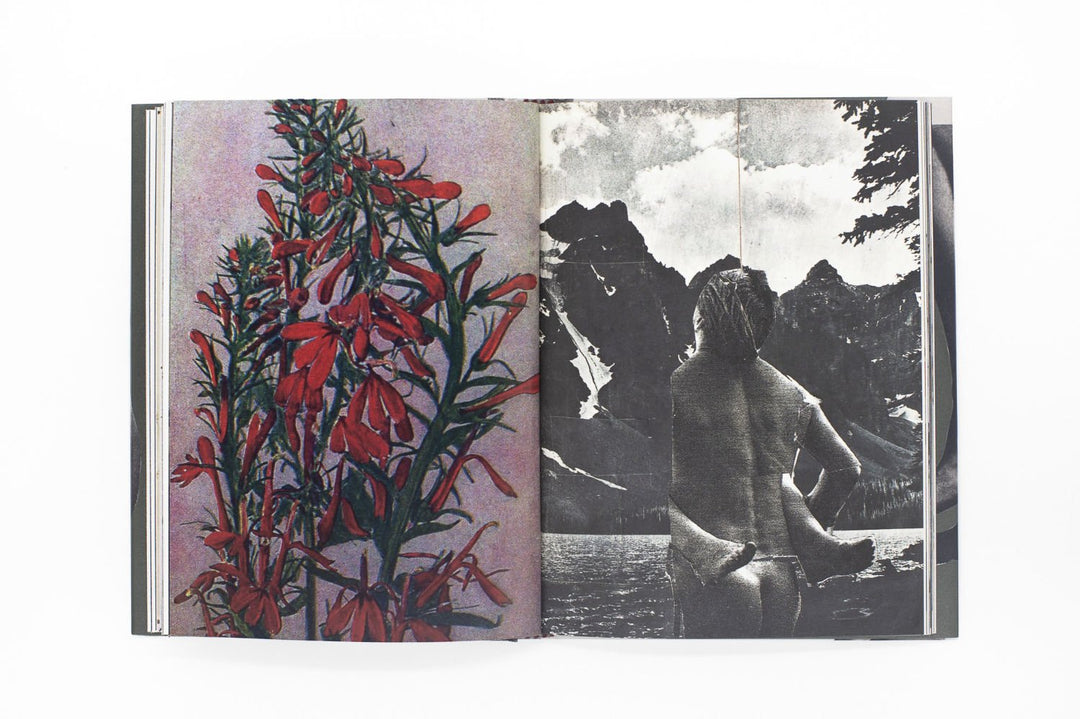 Wild Flowers by James Gallagher - Tipi bookshop