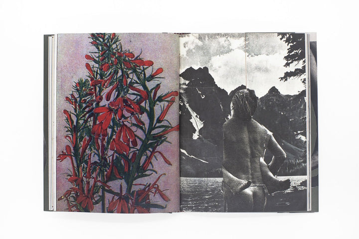 Wild Flowers by James Gallagher - Tipi bookshop