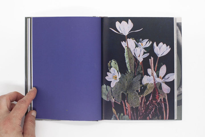 Wild Flowers by James Gallagher - Tipi bookshop