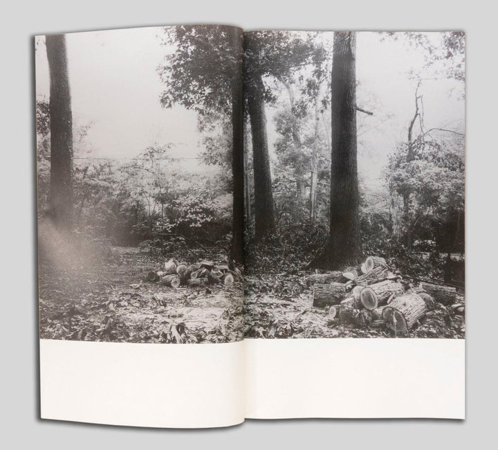 Yellow Pine by Harrison Miller - Tipi bookshop
