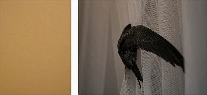 Feræ by Aurélie Scouarnec - Tipi bookshop