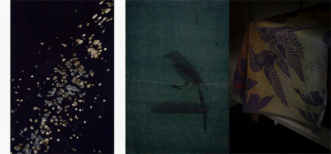 Feræ by Aurélie Scouarnec - Tipi bookshop