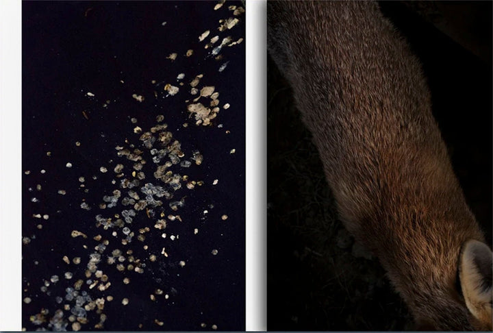 Feræ by Aurélie Scouarnec - Tipi bookshop
