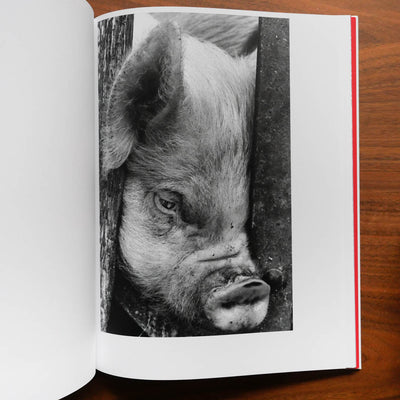 Kill the pig by Masahisa Fukase - Tipi bookshop