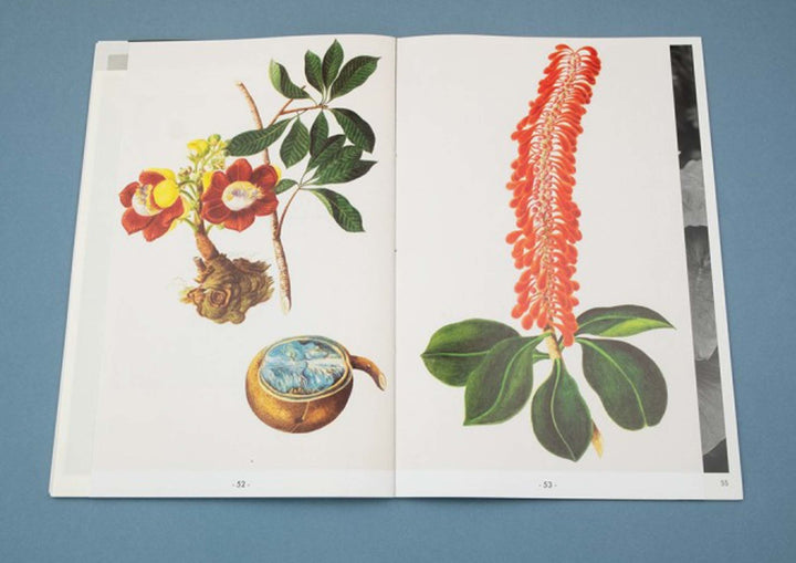 Paradis by Oriane Thomasson - Tipi bookshop