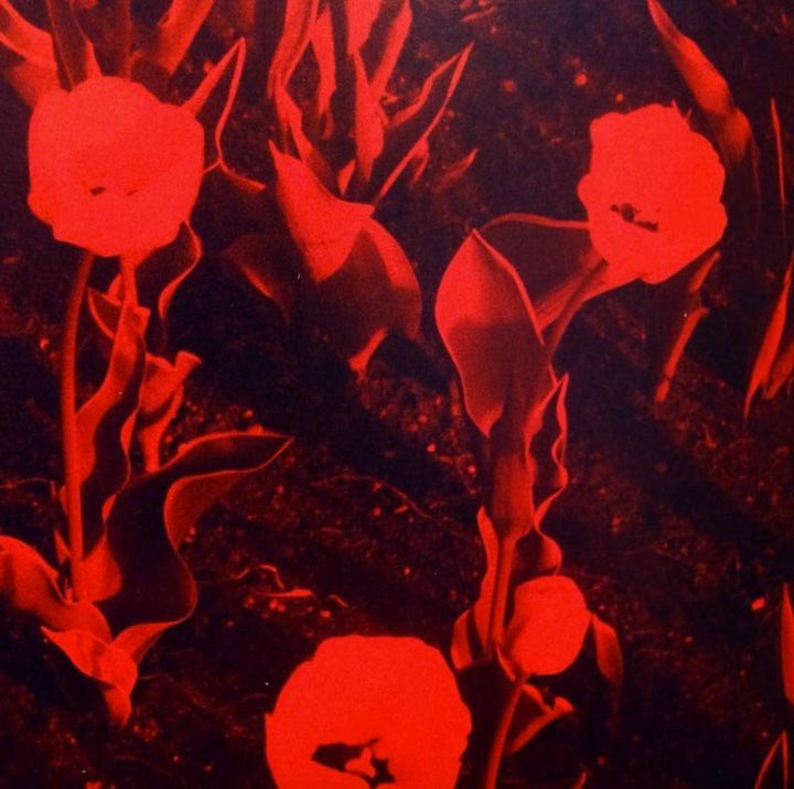 Tulips by Andrew Miksys - Tipi bookshop
