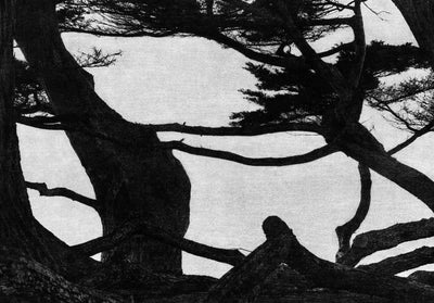 Voice by Jungjin Lee - Tipi bookshop